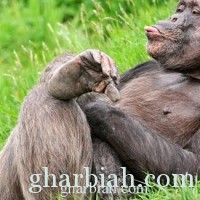 محكمة إستئناف في نيويورك ترفض منح الشمبانزي حقوق البشر