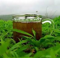 صحيفة ميديكال نيوز توداي :دراسة تحذر من كثرة تناول الشاي الأخضر