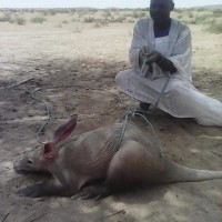 اصطياد فئران بالحجم العائلي شمال السودان