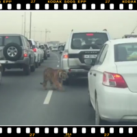 فيديو :نمر يتجول بكل حرية بين المركبات في الدوحة