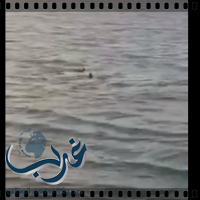 قطيع من اسماك القرش على بٌعد 5 أمتار فقط من شاطئ محافظة البرك "فيديو"
