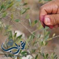 Palestinians mourn final Cremisan Valley olive harvest