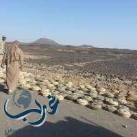 إحباط مخطط للحوثيين لزراعة 300 لغم بمجاري السيول جنوب السعودية ومقتل 45 عنصراً