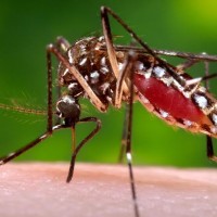 Zika virus an ‘international public health emergency UN health agency declares‏