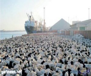 وزارة البيئة والمياه والزراعة:تكشف عن وصول مليوني رأس من المواشي عبر ميناء جدة