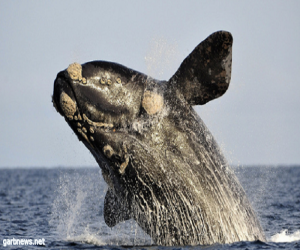 دراسة تكشف تفاصيل مثيرة عن حياة الحيتان والدلافين