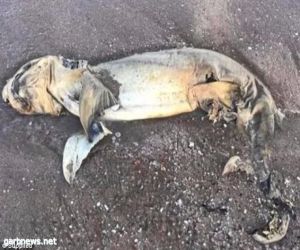 العثور على جثة مخلوق غريب على الشواطئ الأسترالية