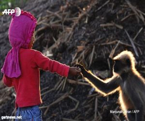 طفل له أصدقاء من القرود في الهند تثير دهشة المواطنين "صور"