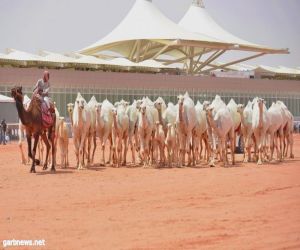 لجنة الكشف عن الغش في مهرجان الملك عبد العزيز للإبل