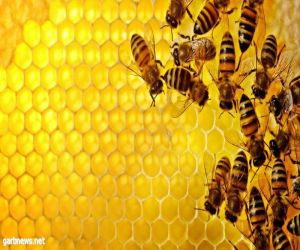 علماء أحياء:يصنعون عقاراً من" سم النحل "يوقف نمو أنواع معينة من الأورام السرطانية
