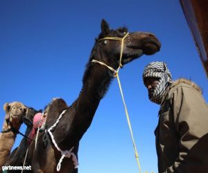 لجنة تحكيم جائزة الملك عبد العزيز لمزايين الإبل تعلن أسماء الفائزين في الفردي دق " للوني الصْفر والشقح "