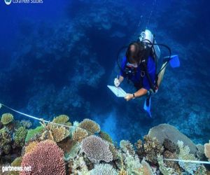 نجم البحر يلتهم الحاجز المرجاني العظيم في أستراليا و يهدد السياحة