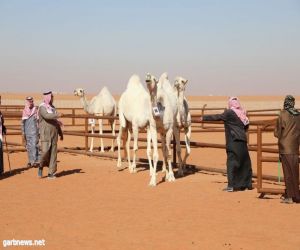 (15) مشاركًا يتنافسون على حصد 1,5 مليون ريال في فرديات "الشقح – جل"