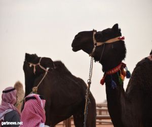 إدارة مهرجان الملك عبد العزيز للإبل تعلن انتهاء فترة التسجيل في مسابقة " أفضل طبع "