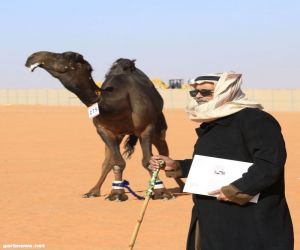 استعراض ونتائج فردي فحل وضح في مهرجان الملك عبد العزيز للإبل