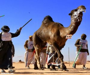 لأوّل مرة.. مسابقة لـ"طَبْع الإبل" في مهرجان الملك عبد العزيز للمزايين