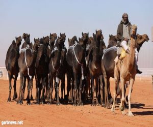 لجنة تحكيم جائزة الملك عبد العزيز لمزايين الإبل تعلن أسماء الفائزين في فئة الجْمل 20 انتاج وضح