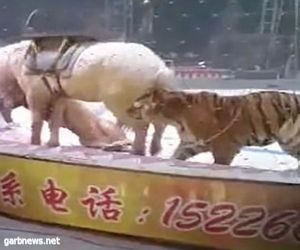 بالفيديو :هجوم حيوانات مفترسة على حصان بالسيرك ومحاولة افتراسه
