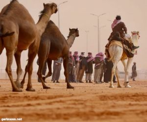 رشاقة الإبل عنصر إبهار يجذب الزوّار بمهرجان الإبل