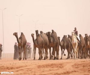 مضمار الملك عبدالعزيز بالصياهد الجنوبية يسطع بـ "هجانة" الخليج عالـميـًّا