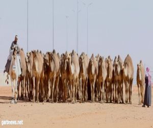 لجنة تحكيم جائزة الملك عبد العزيز لمزايين الإبل تعلن أسماء الفائزين في فئة الجْمل 50 صْفر