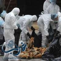 كوريا الجنوبية تقتل 4,4 ملايين طير لاحتواء انفلونزا الطيور