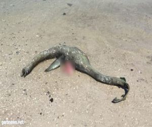 مخلوق غريب يظهر على شواطئ أمريكا "شاهد الفيديو وصور"