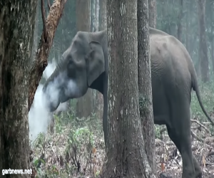 فيل مدخن يصيب العلماء بالدهشة  " شاهد الفيديو"
