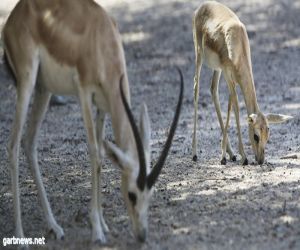 قطيع غُزلان تُفجر قضية فساد كبرى في الأردن