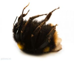 أسباب موت النحل بعد أن يلدغك .... تعرف على ذلك